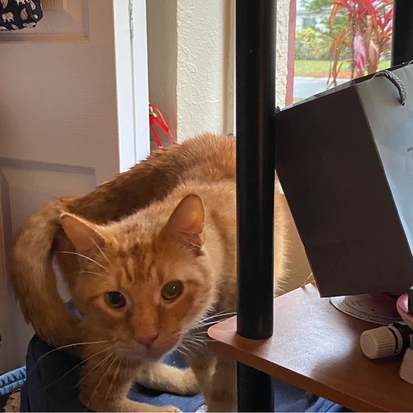 Meet your Posher, Mystic Gems - Picture 7 of 7